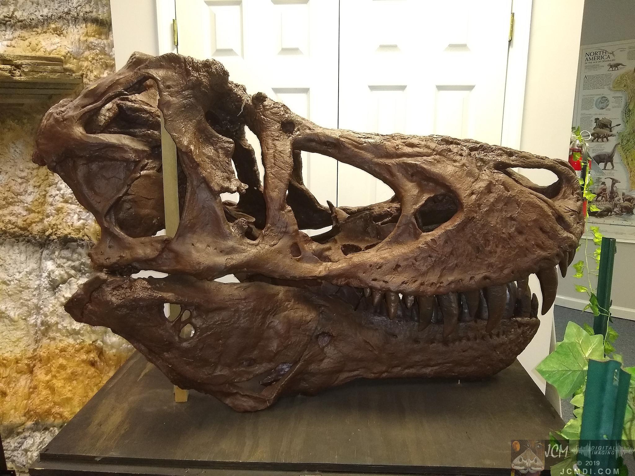 Earth Experience Dinosaur Museum - T-Rex skull